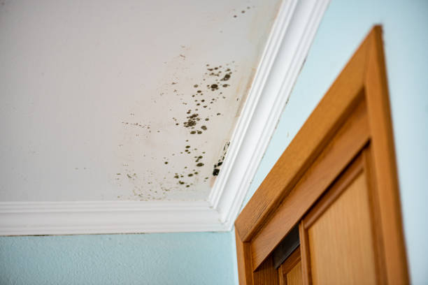 Best Home Mold Removal  in Chalco, NE
