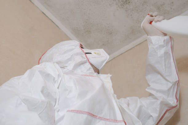 Professional Mold Removal in Chalco, NE