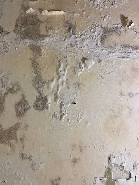 Best Local Mold Removal Service  in Chalco, NE